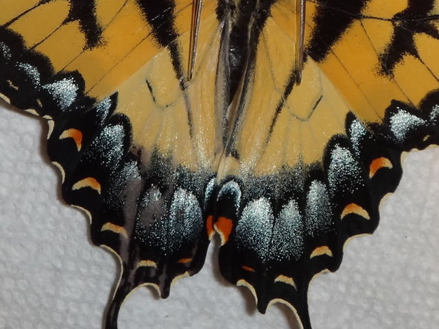 Papilio glaucus female (aberrant)2 [Internet image property of respective owner, non commercial use only]